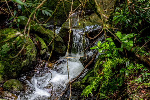 Graskop Gorge Lift Company - The Forest