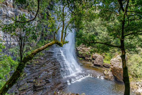 Graskop Gorge Lift Company - The Forest