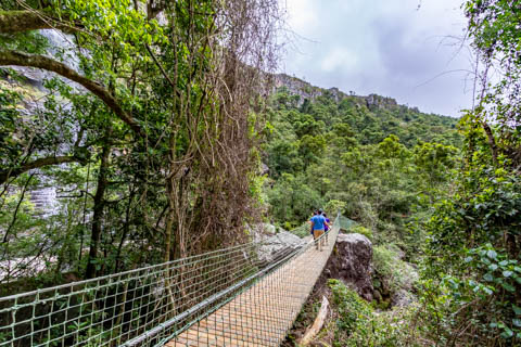 Graskop Gorge Lift Company - The Forest